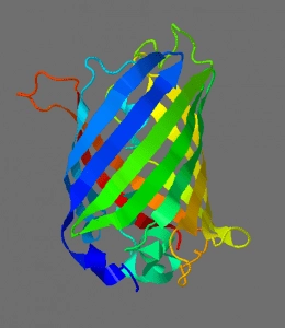 protein structure