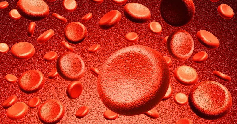 red blood cells are pictured