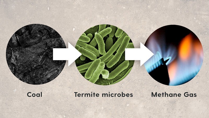 Coal is derived from ancient wood. Microbes living in the termite gut can digest coal, releasing methane, the chief ingredient in natural gas, in the process. 