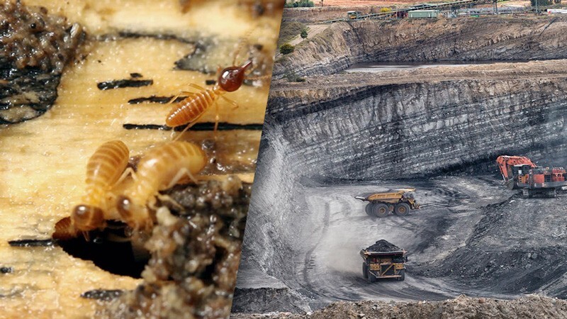Could microbes from the termite gut power a ‘clean coal’ revolution by extracting methane from coal seams? Methane is a key part of the natural gas that is burned to heat home and natural gas is much cleaner than burning coal in the form it is usually burned.
