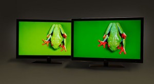two frogs