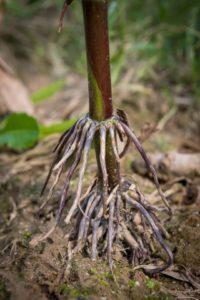 Researchers hope robots will help in observation of corn root development.