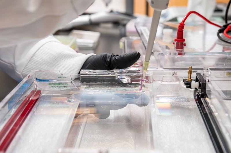 These gels are composed of agarose, creating a matrix that helps separate DNA. Given the negative charge of DNA, it moves through the gel at a velocity that is inversely proportional to its size when an electric field is applied.