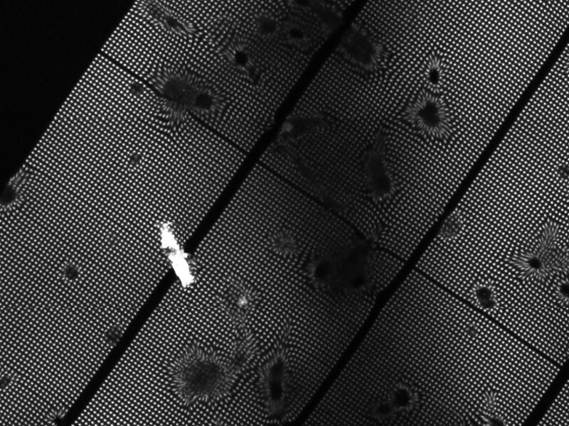 fluorescent markers to track cell movement
