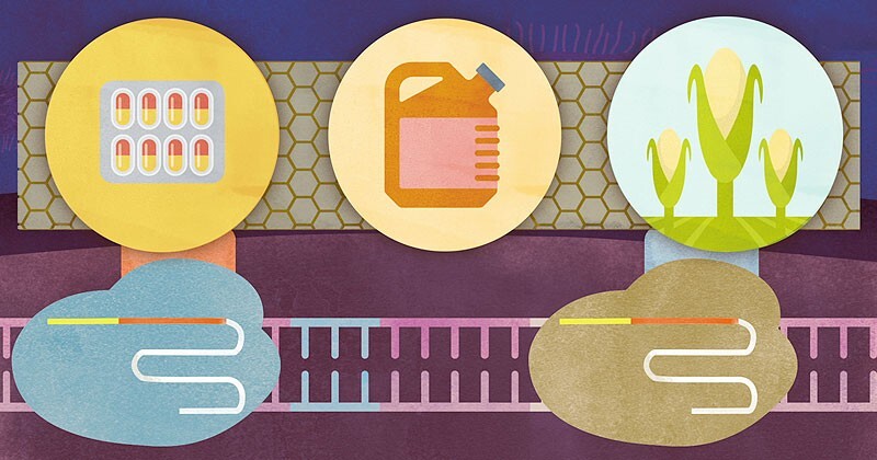 CRISPR is an acronym (clustered, regularly interspaced palindromic repeats) that describes DNA sequences used in the immune system of certain bacterial cells.