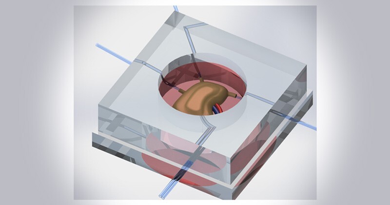 The Gleghorn research team is developing micro-sized devices to study how a lymph node, and the cells inside of it, work in the body. The device is made of molded silicon rubber and tiny glass needles that the researchers make.