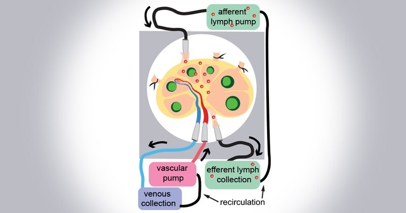 The researchers will insert via the “afferent” lymph pump specific cells, such as the fluorescently labeled immune cells shown here in red, through tiny glass tubes and watch — in real time — where they go inside the lymph node. The “efferent” lymph pump helps pull the cells from the lymph node for examination.
