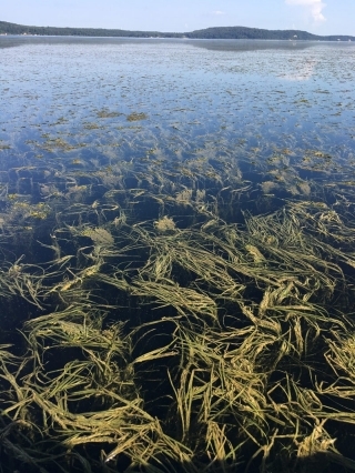 Submerged aquatic vegetation