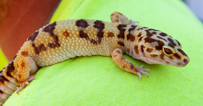 gecko
