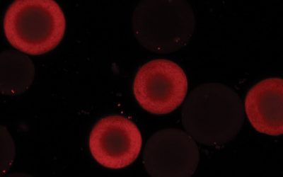 A New Understanding of Protein Movement
