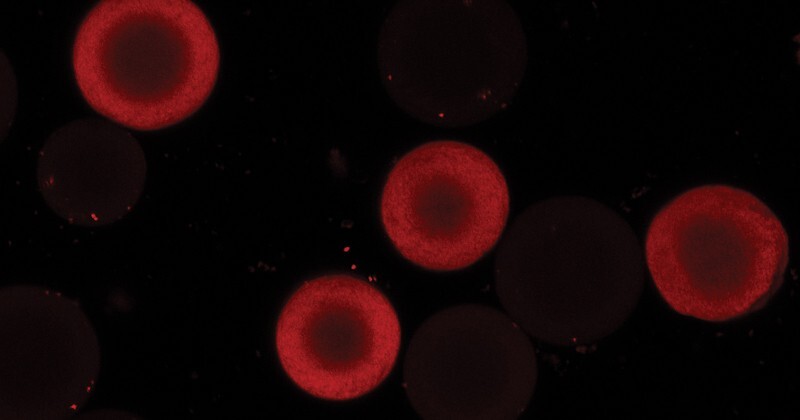 A team of engineers has shown that surface diffusion in protein transport into ion-exchange beads depends on adsorption affinity — a measure of attraction between the two materials.