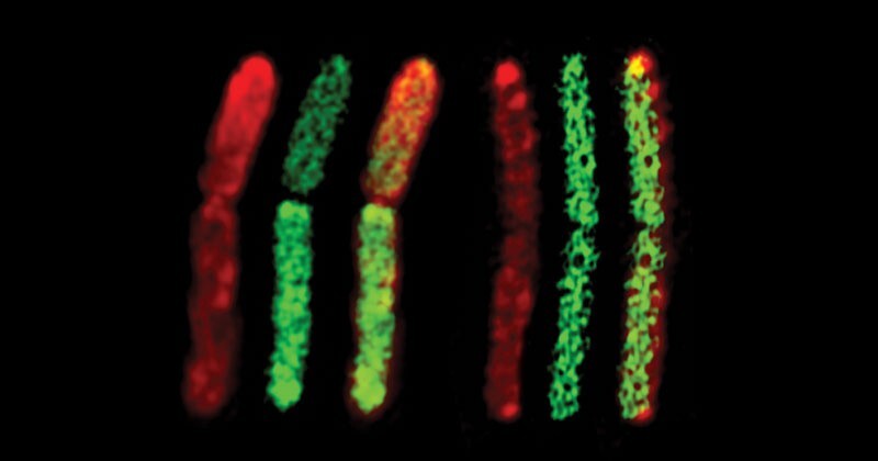 The left side of this image depicts cell fusion between Clostridium ljungdahlii and C. acetobutylicum bacteria as seen through fluorescence microscopy. The right side depicts the formation of hybrid bacterial cells.