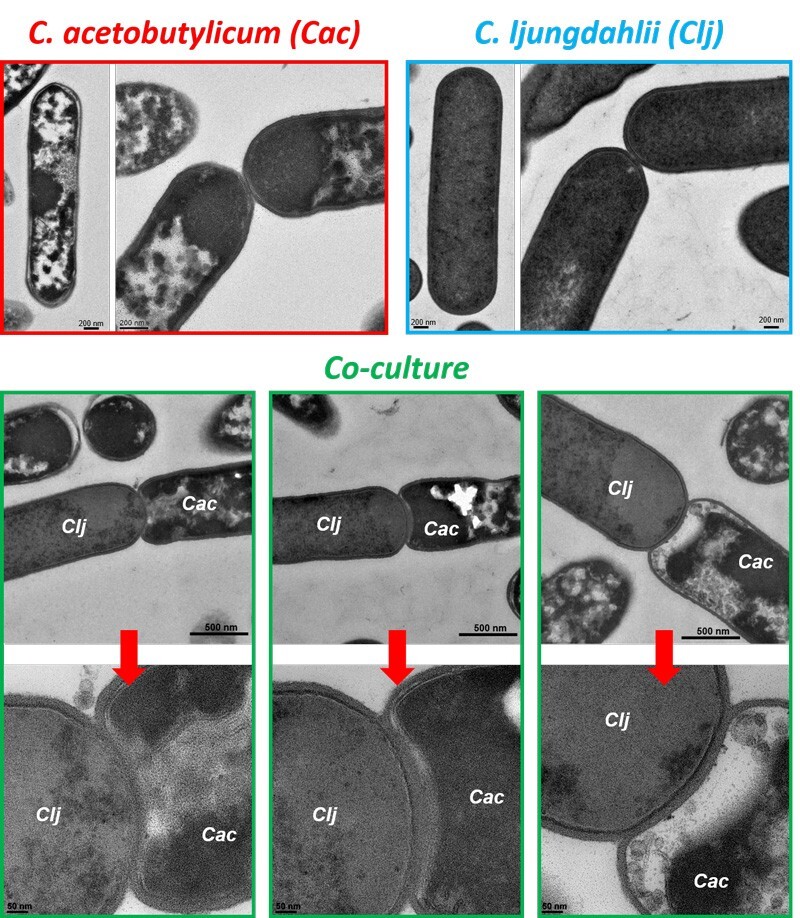 A team of UD researchers studied interactions between Clostridium ljungdahlii and C. acetobutylicum bacteria.