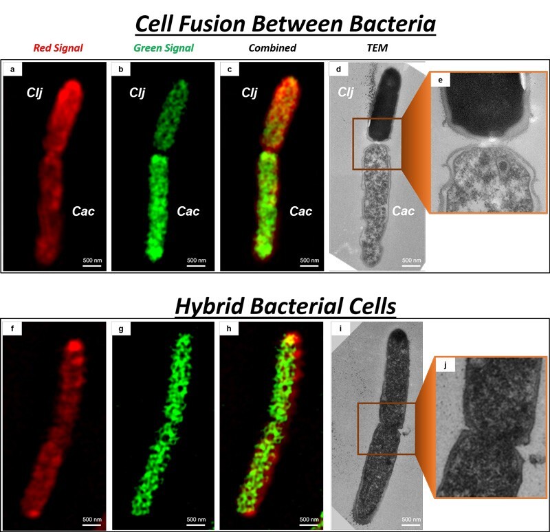 Cells fuse together, top, and form hybrid bacterial cells, bottom.