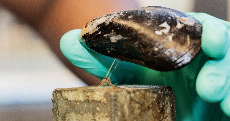 Mussel being lifted off a concrete base to examine its adhesion.