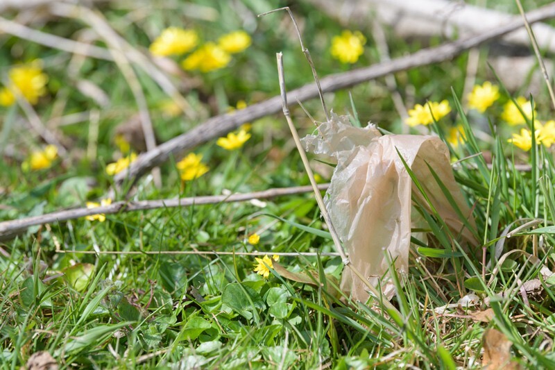 A piece of a plastic bag is caught on a branch laying in green grass.