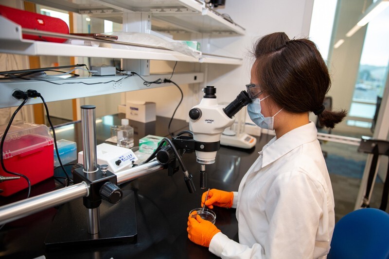 Thanh Nguyen, a research associate, uses a microscope to research obesity-induced endothelial dysfunction in arteries, part of a project guided by Ibra Fancher, an assistant professor in the Department of Kinesiology and Applied Physiology.