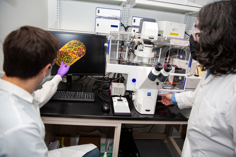 John Sperduto (left) and Ryan Taitano in the biomedical engineering lab inspect a complete vessel-on-a-chip device by imaging the cell nuclei (blue), actin (red), and cell-to-cell junction (green).