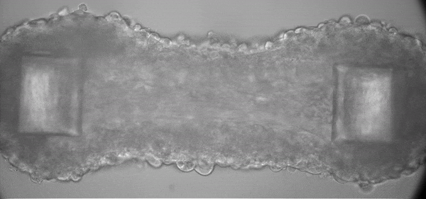This muscle microtissue, on a 500-micron-tall platform developed by UD Professor Elise Corbin, can be stimulated to contract, providing researchers with new information about muscle force and function.