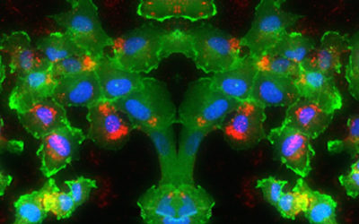 Shining a Light On Gene Regulation