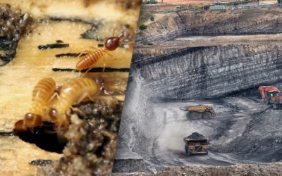 Could Termites Power a ‘Clean Coal’ Revolution?