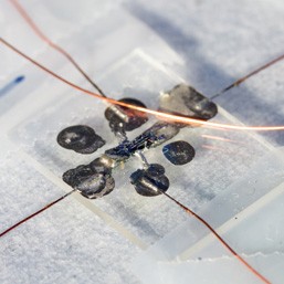A sample of the Weyl semimetal molybdenum telluride, surrounded by circular contact pads and copper wire electrodes, for an investigation of electrical and optical devices based on Weyl fermions.