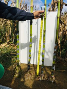 The same techniques used to understand how bridges withstand loads can be applied to corn as well, allowing researchers to better understand what characteristics help a plant stay standing while others get knocked over by wind, for example.