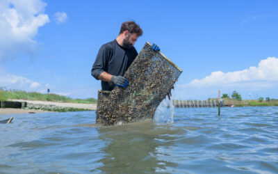 Assessing living shorelines
