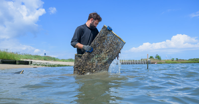 Assessing living shorelines | UD College of Engineering